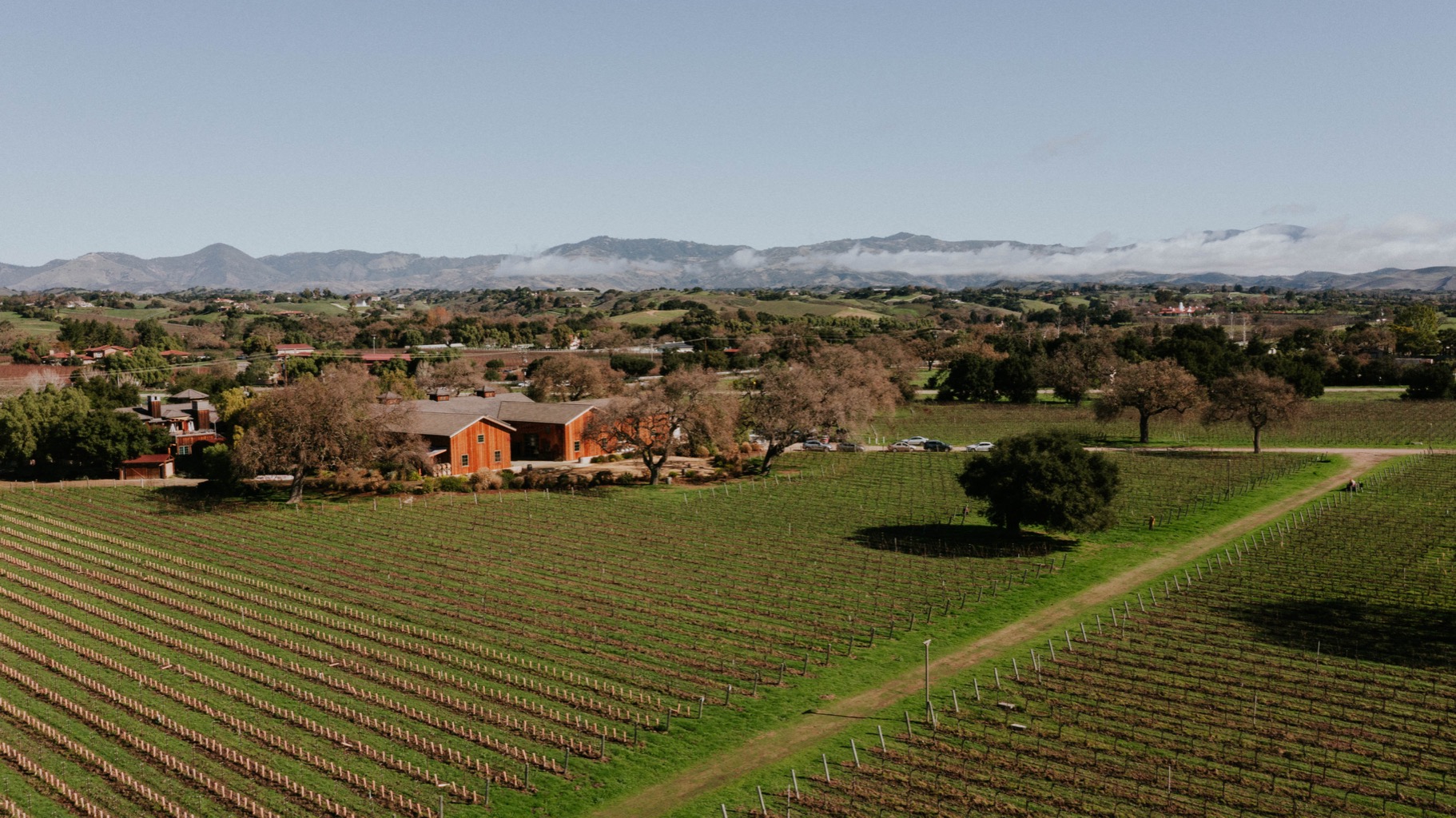 Vineyard sunset at Roblar